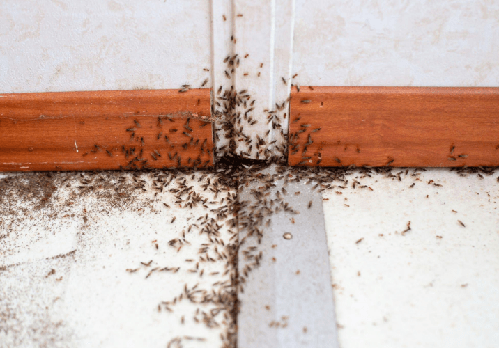 Ant Treatment Perth