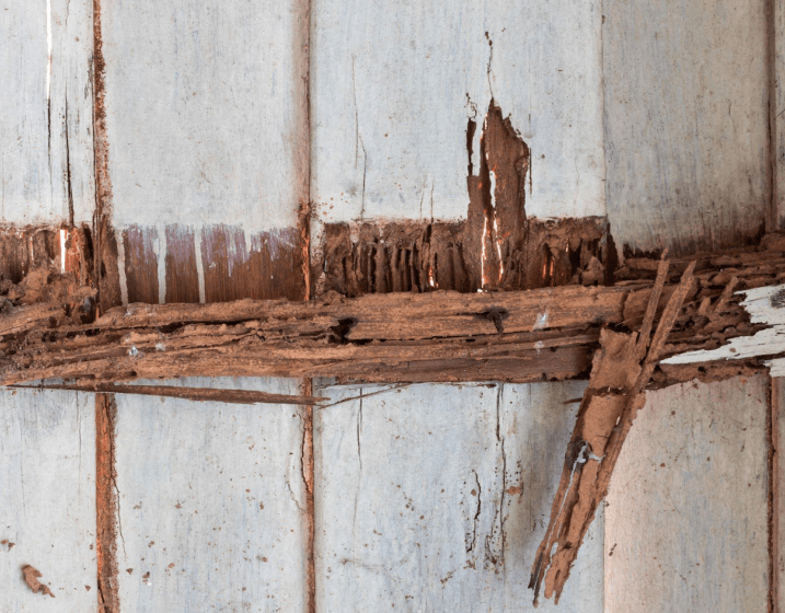 Process of Termite Treatment Perth