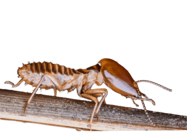 Termite Control Perth