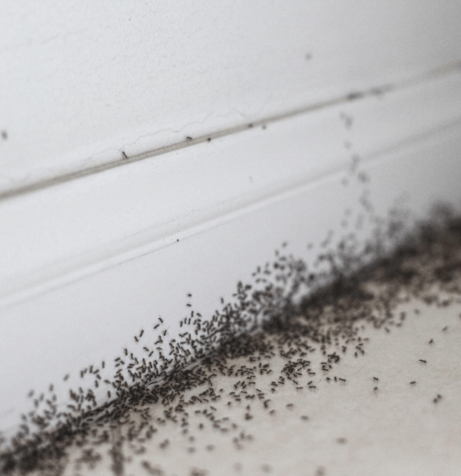 Wall Ants Pest Control Perth