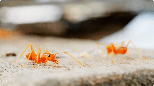 Red Imported Fire Ant (Solenopsis invicta)